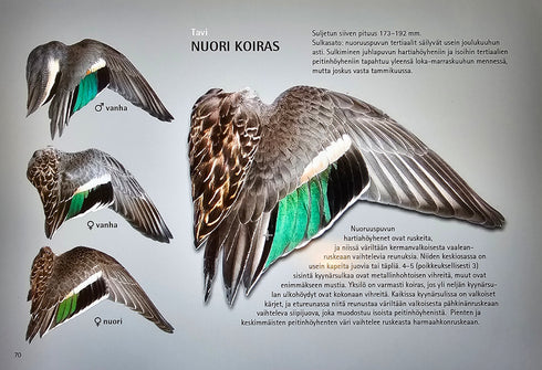 Vesilintujen iän ja sukupuolen määritysopas